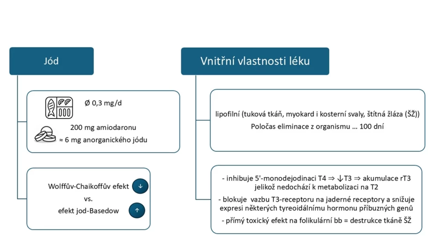 Patofyziologie působení amiodaronu u tyreopatií 