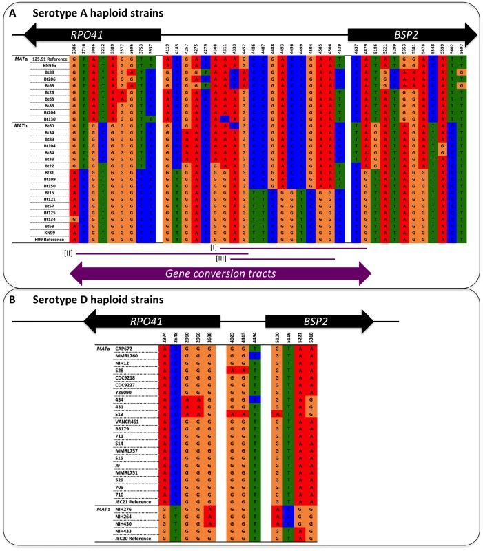 Illustration of polymorphic sites among serotype A and D haploid strains.