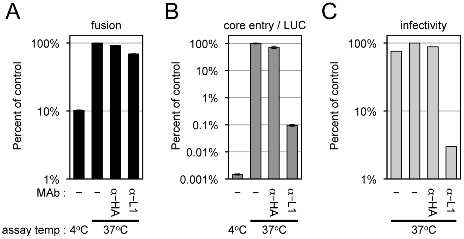 Effects of anti-L1 MAb on virus-cell membrane fusion, viral core entry and virus infectivity.