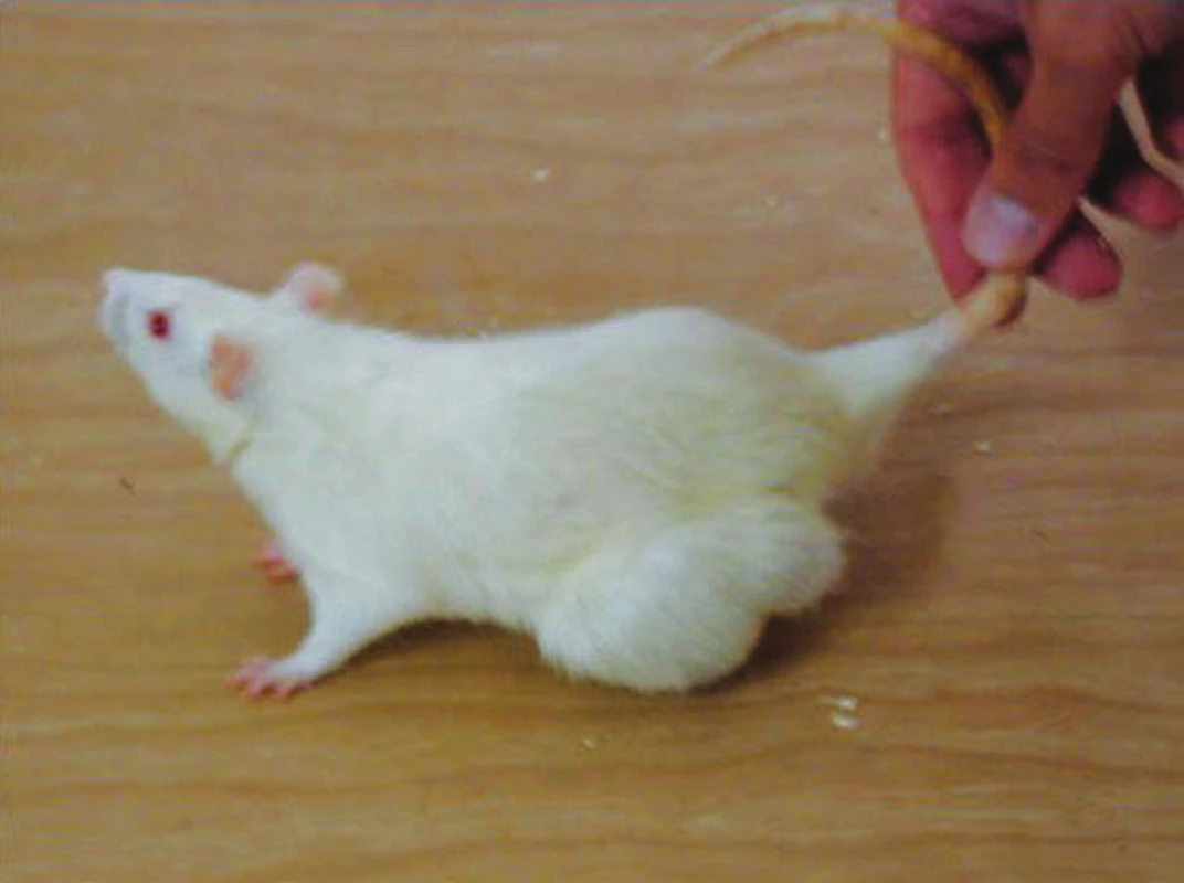 Lokalizovaný růst nádoru po subkutánním podání nádorových buněk
Fig. 5. Localized tumor growth following subcutaneous administration of the tumorous cells