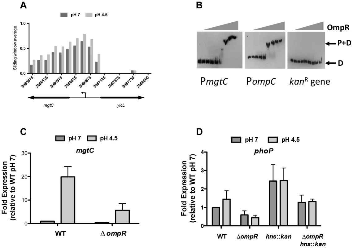 OmpR regulates PhoP-regulated genes.