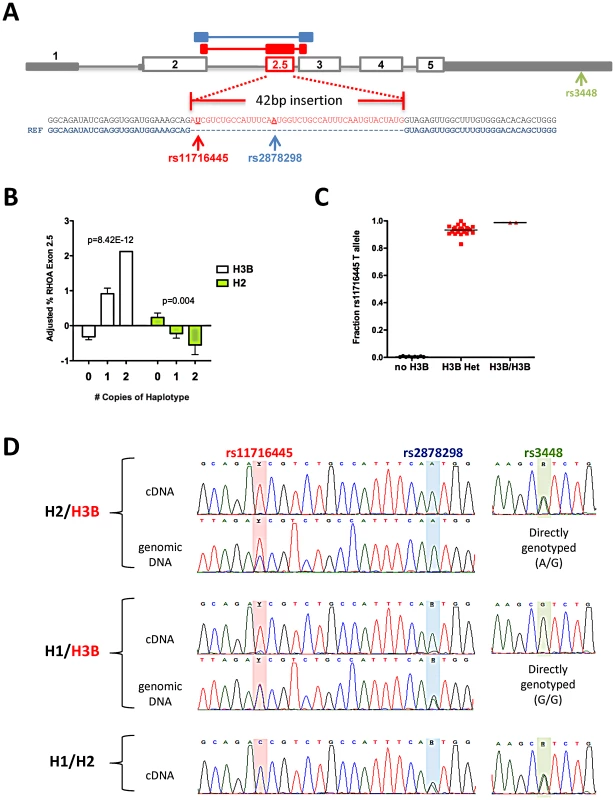 Association between <i>RHOA</i> haplotypes and expression of <i>RHOA</i> exon 2.5.