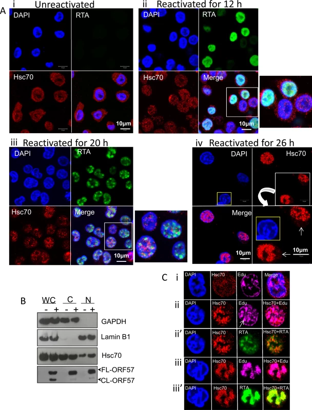 Hsc70 was redistributed from the cytoplasm to both the periphery and within KSHV-induced RTCs.