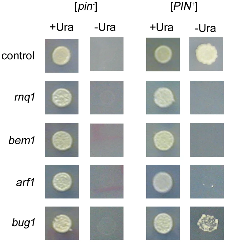 Scoring for [<i>PSI</i><sup>+</sup>] induction in deletion strains.