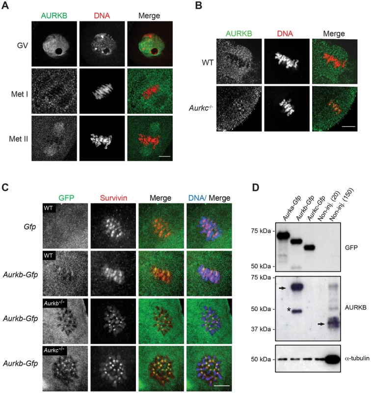 AURKB is expressed in mouse oocytes.