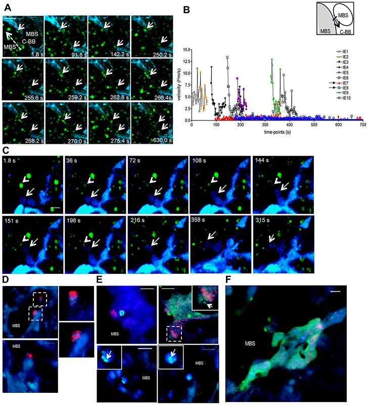 Fate of stationary parasitized erythrocytes in the placenta includes migration across blood spaces and phagocytosis.