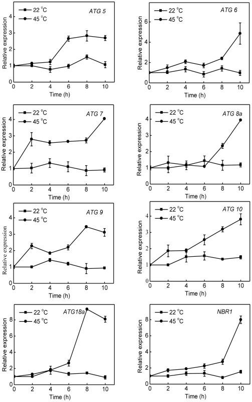 Induction of autophagy genes by heat stress.