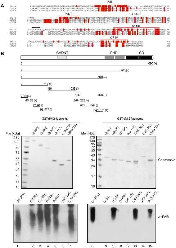 PAR–binding regions of dMi-2.