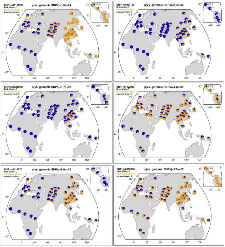 HGDP data show that T2D risk allele frequencies decrease from Sub-Saharan Africa through Europe to East Asia.