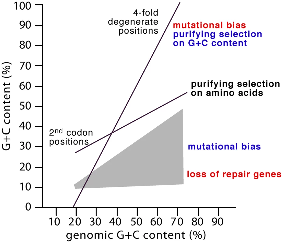 The GC composition of genomes is strongly correlated with second codon (GC<sub>2</sub>) and 4-fold degenerate positions (GC<sub>4</sub>) <em class="ref">[<b>2</b>]</em>.