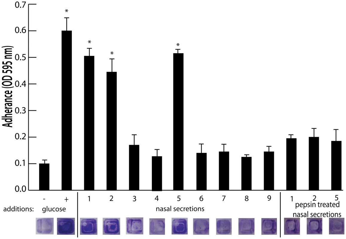 Effect of nasal secretions on <i>S. aureus</i> surface colonization.