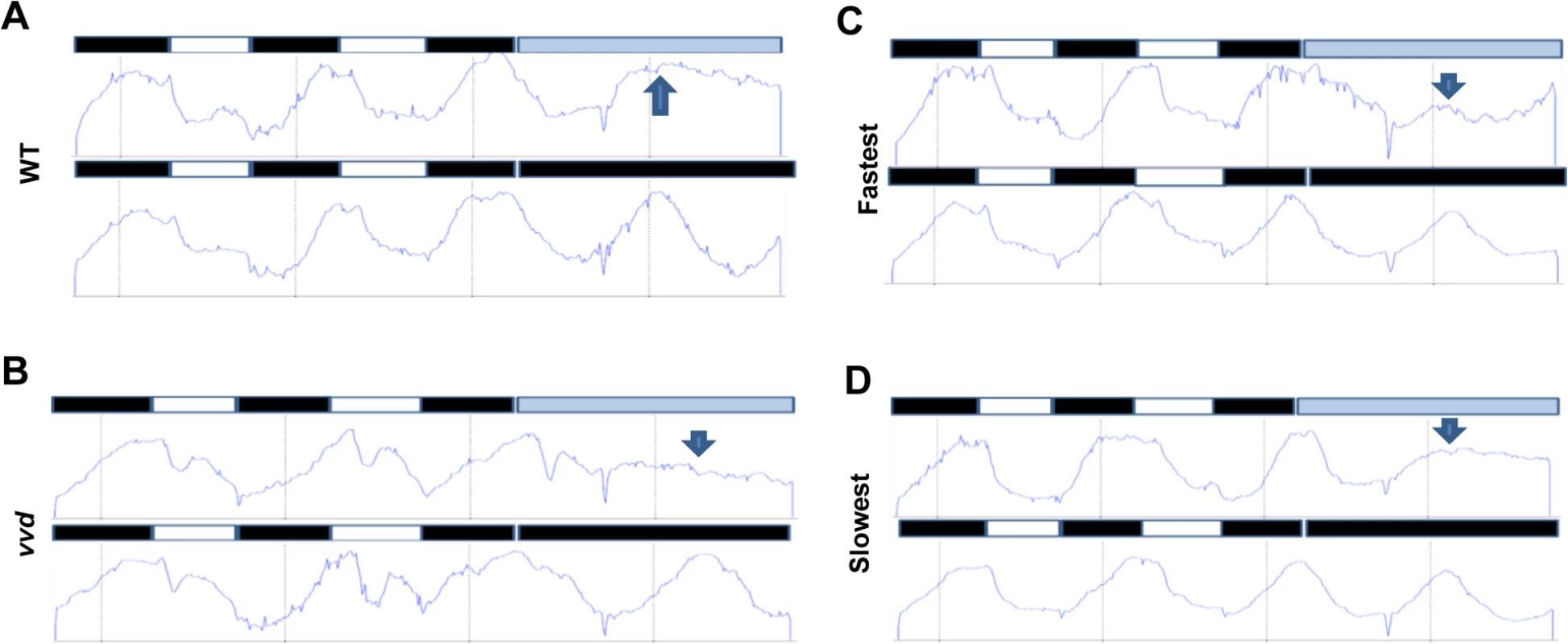 Photochemical alterations in the fastest photocycle mutant affect the circadian clock during the day phase of an LD cycle.