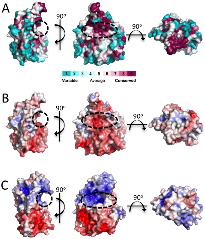 Surface representations of <i>Pp</i>AlgJ<sub>75–370</sub> and its comparison to AlgX<sub>44–344</sub>.