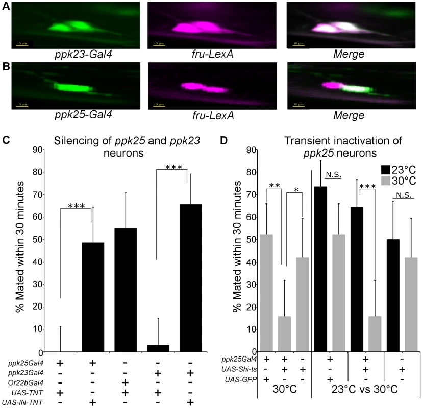 Female <i>ppk25-Gal4</i> neurons represent a subset of <i>ppk23-Gal4</i> neurons and are involved in female receptivity.