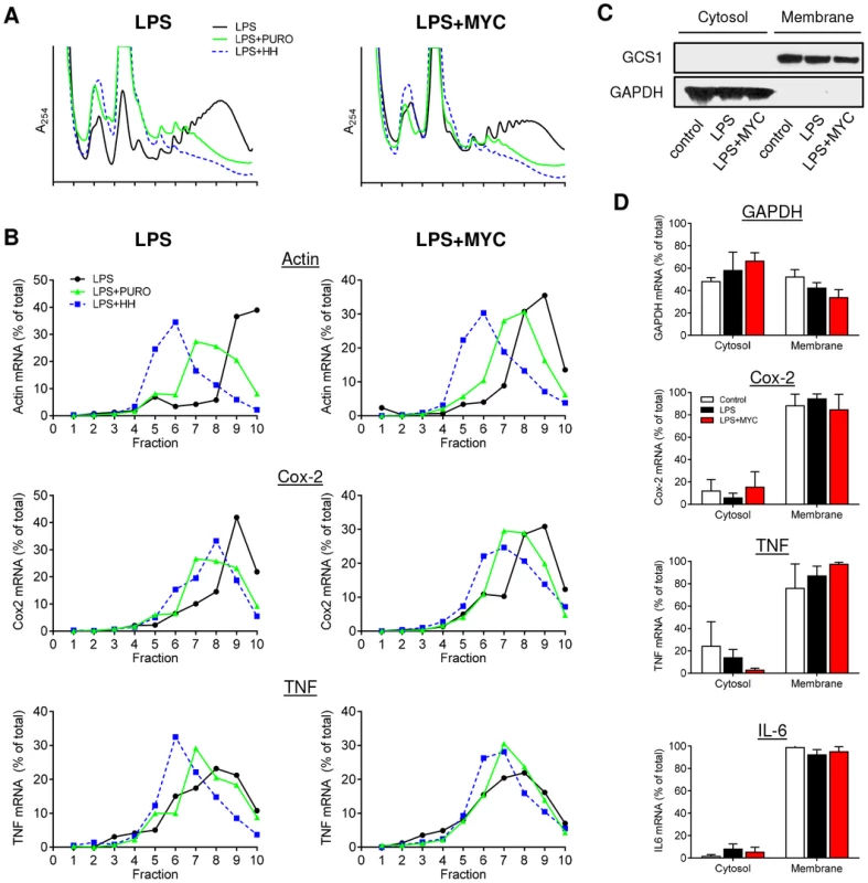 Proinflammatory mRNAs are actively translating in the presence of mycolactone.