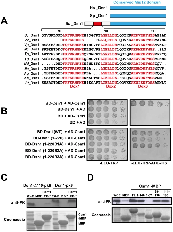 Csm1 interacts with the N-terminal domain of Dsn1.