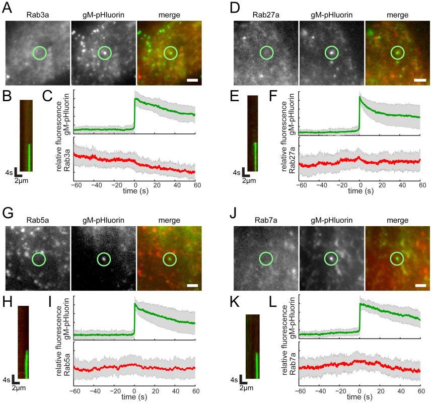 Rab proteins not associated with virus particle exocytosis.