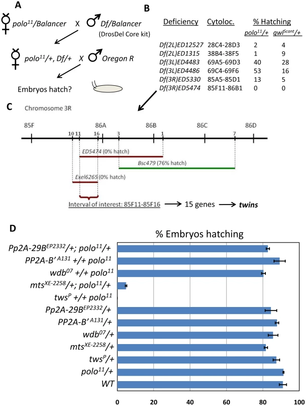 A screen for genes functioning with <i>polo</i> identifies the PP2A subunit genes <i>twins</i> and <i>microtubule star</i>.