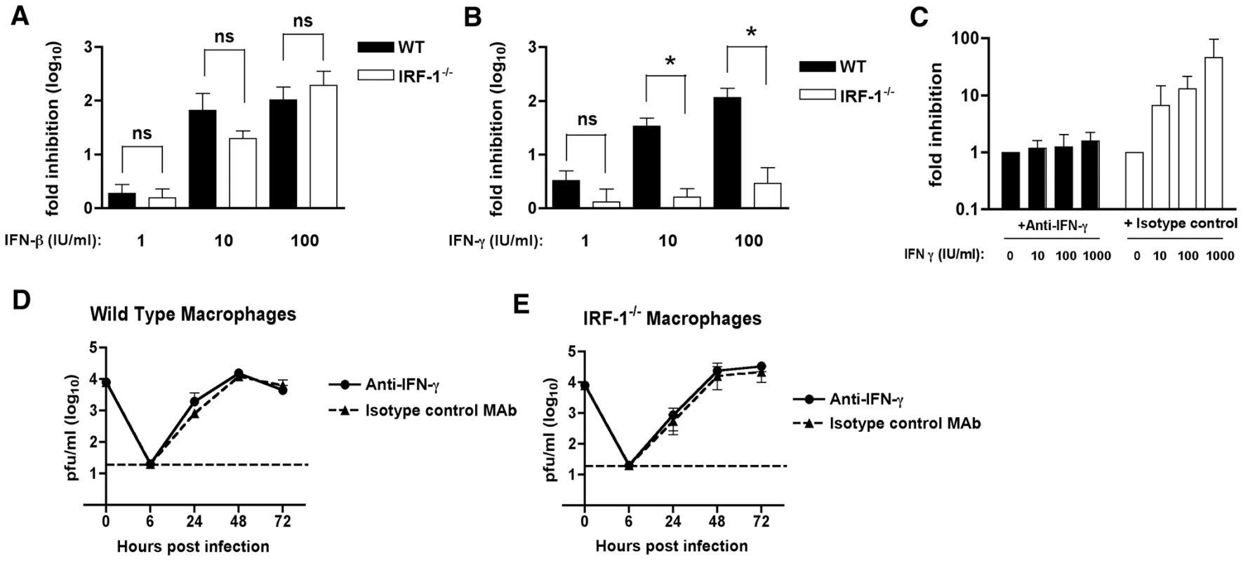 The relationship between IFN-γ and IRF-1 in Mφ.