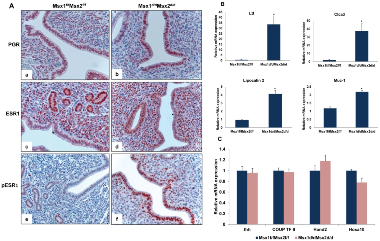 Enhanced ESR1 activity in the luminal epithelium of <i>Msx1<sup>d/d</sup>Msx2<sup>d/d</sup></i> uteri.