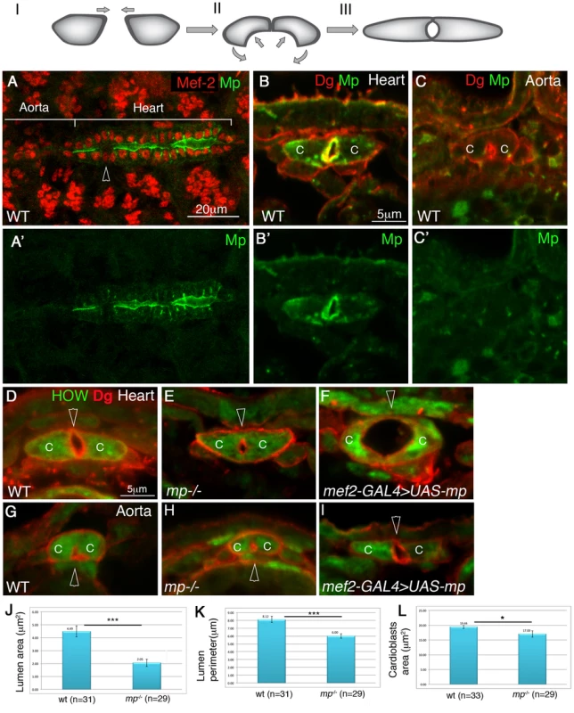 Mp exhibits heart lumen-specific distribution and is necessary and sufficient for cardiac lumen formation.