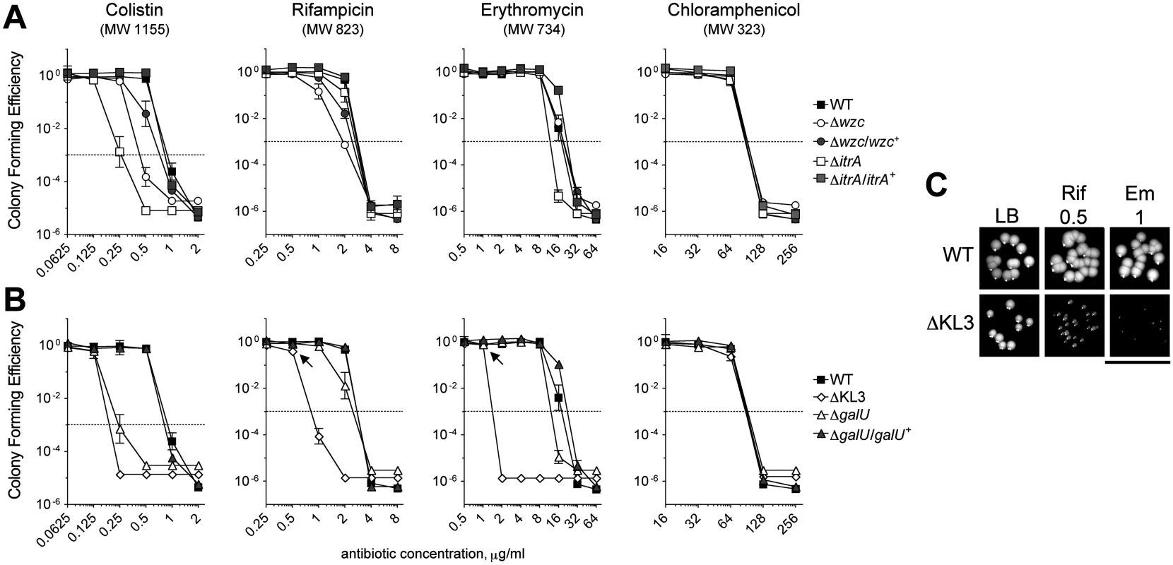 <i>A</i>. <i>baumannii</i> K-locus polysaccharides facilitate intrinsic antibiotic resistance.