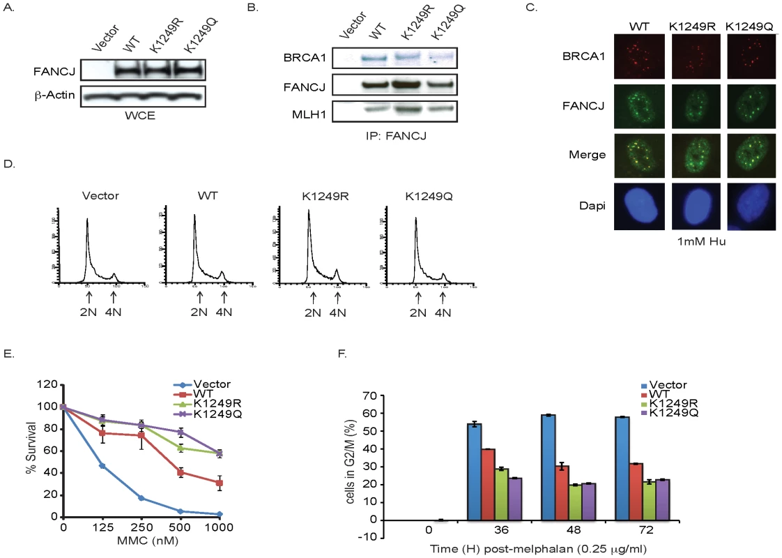FANCJ acetylation mutants are functional.