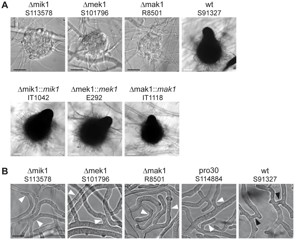 Phenotypic characterization of kinase deletion strains.