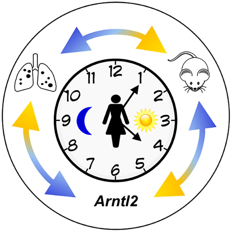 Identification of the <i>Arntl2</i> gene and its relationship to cancer metastases.