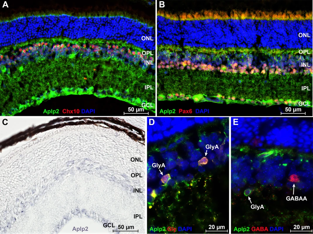 Analysis of <i>Aplp2</i> expression in the retina.