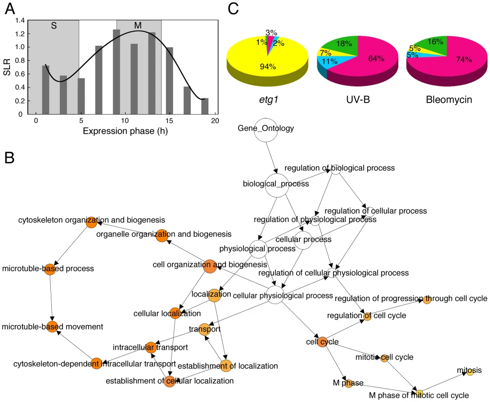 Upregulation of G2/M-specific genes in <i>ETG1</i>-deficient plants.