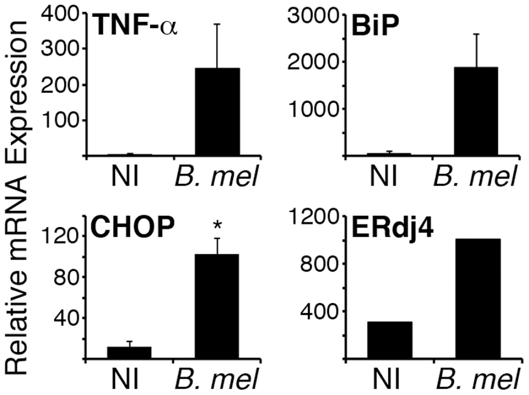 <i>Brucella</i> induces the UPR <i>in vivo</i>.