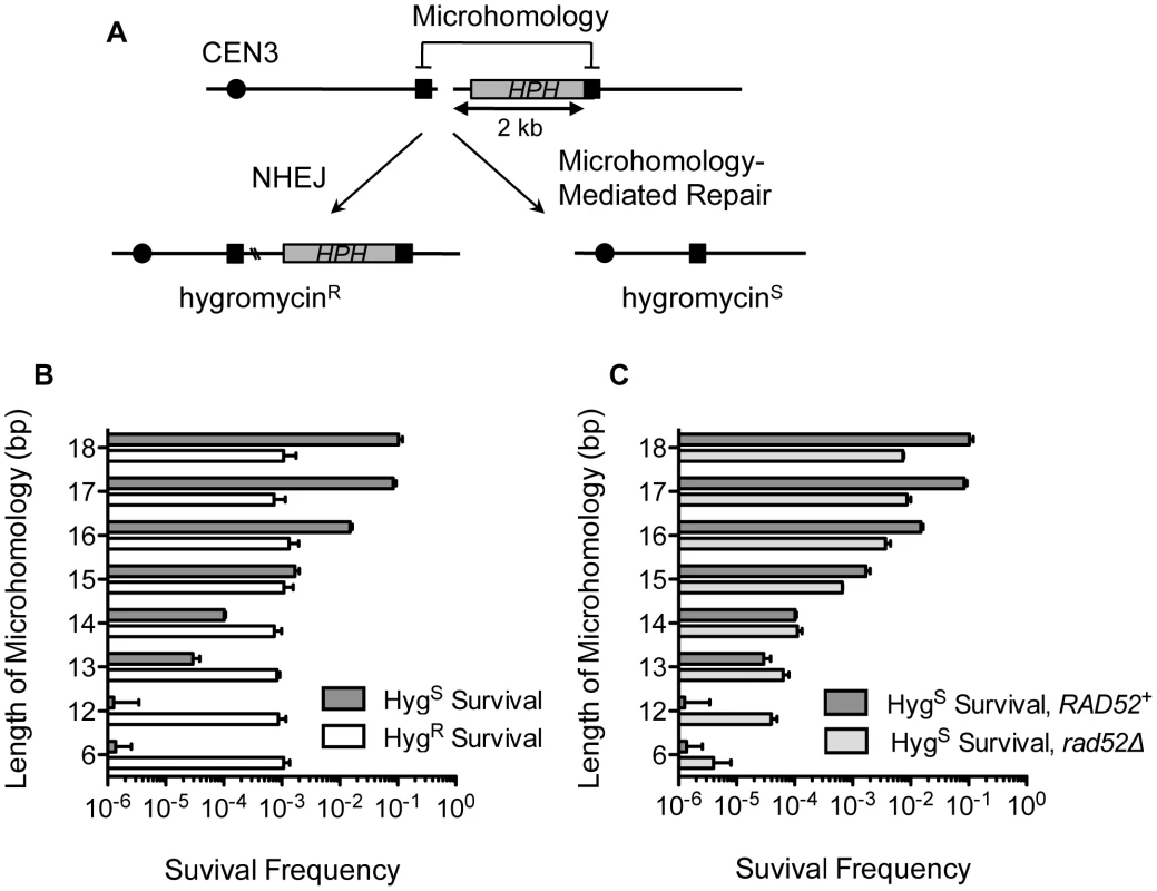 MHMR frequency increases 10-fold per nucleotide length from 12 bp to 17 bp.