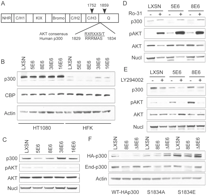 p300 degradation is modulated by AKT activity.