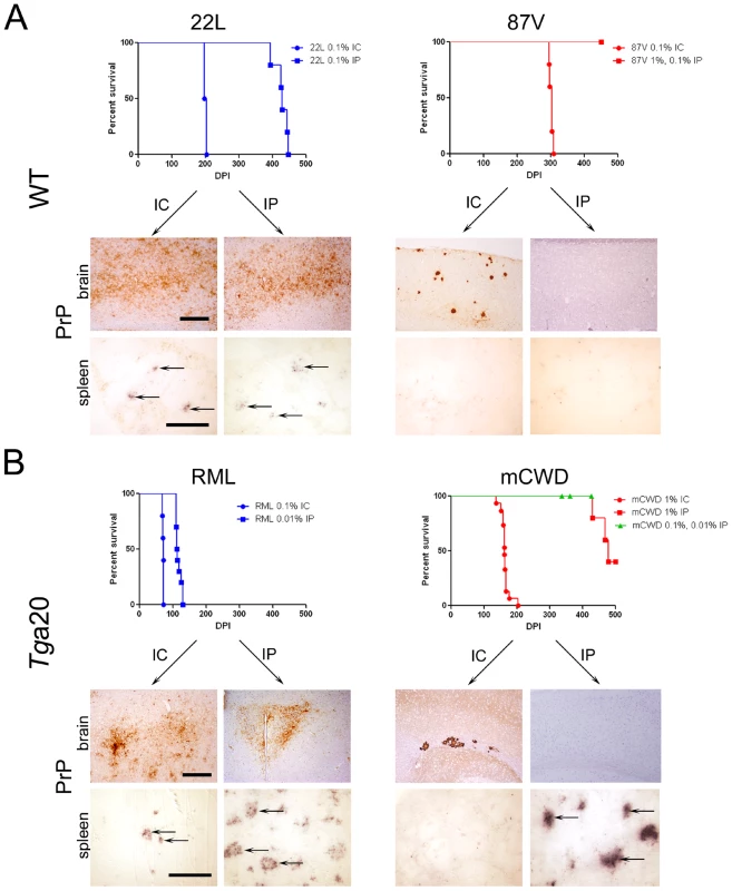 Comparison of mice inoculated with prion strains by intracerebral (IC) and intraperitoneal (IP) routes.