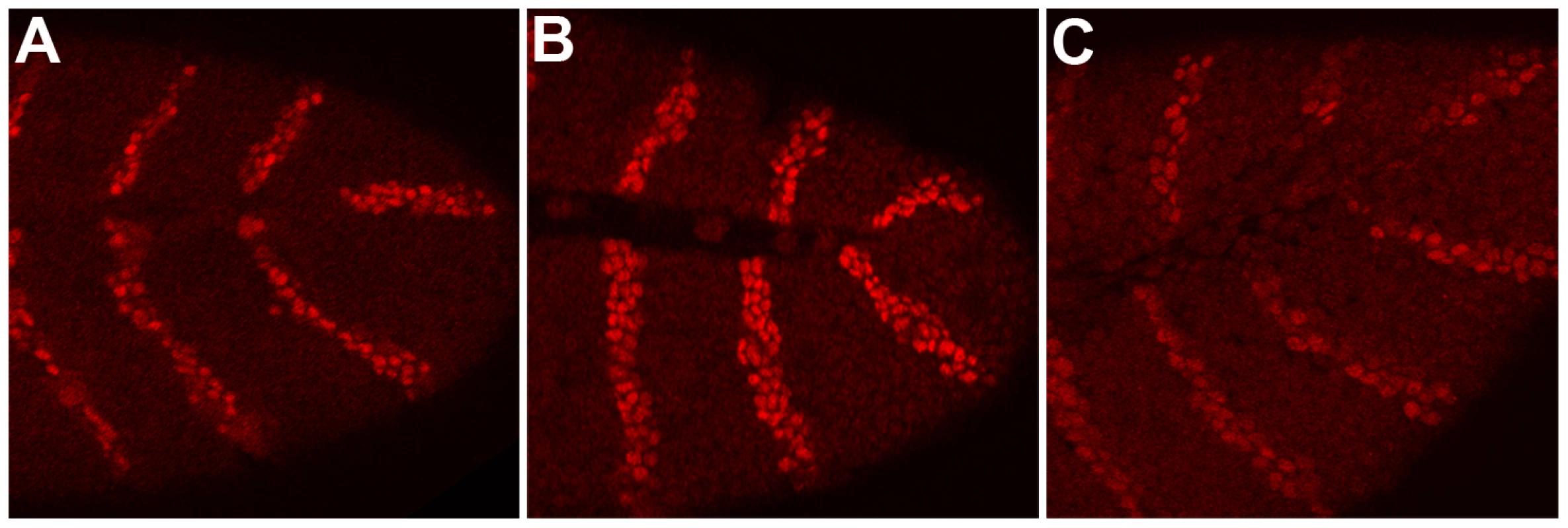 Overexpression of <i>shf</i> upregulates the <i>hh→wg</i>→<i>en</i> autoregulatory loop.