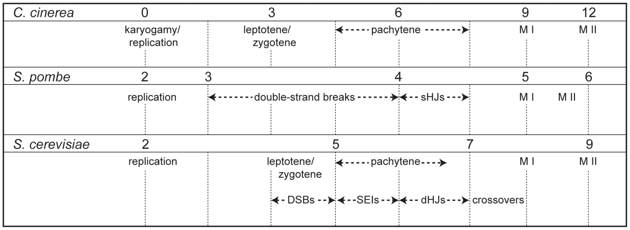Timing of meiotic events in <i>C. cinerea</i>, <i>S. pombe</i>, and <i>S. cerevisiae</i>.