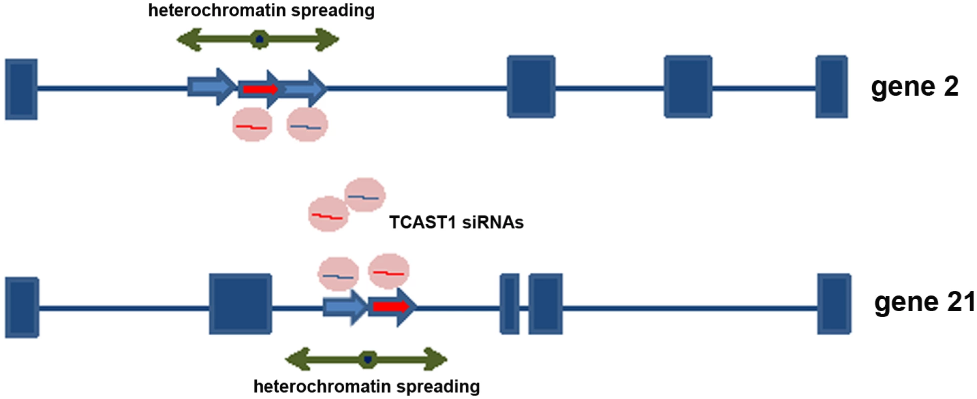 Model for satellite DNA- mediated suppression of genes.