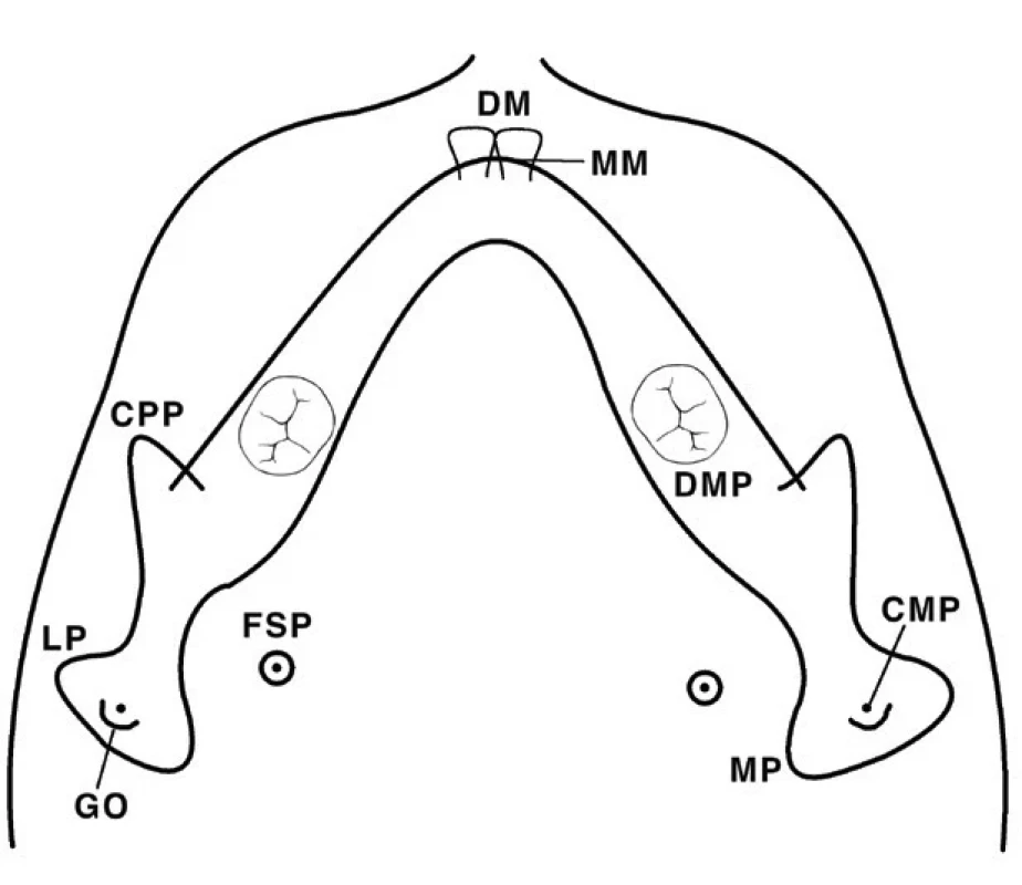 Rentgenové orientační body v projekci submentovertex: středová linie zubů (DM); distální molárový bod (DMP); střední linie dolní čelisti (MM); bod foramen spinosum (FSP); bod koronoidního výběžku (CPP); střední bod kondylu (CMP), bod uprostřed mezi mediálním pólem (MP) a laterálním pólem (LP) hlavice kondylu; goniální bod (GO). Inspirováno [37]. 