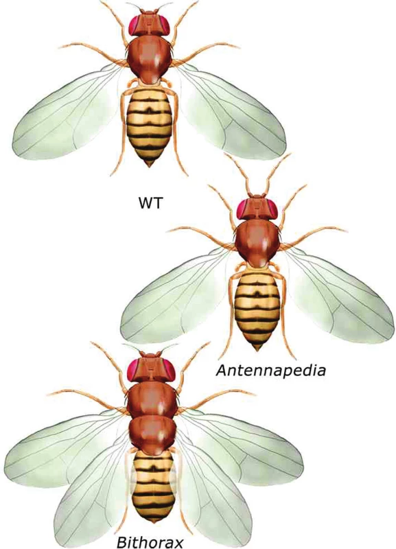 Antennapedia a bithorax mutace u Drosophily melanogaster
Exprese genu Antennapedia posunutá kraniálněji, než je obvyklé, potlačí na hlavě vznik tykadla, místo tykadla se vytvoří nadpočetná končetina. Vyřazení genu Ultrabithorax z funkce vede k transformaci třetího hrudního segmentu, který nemá křídla, ve druhý hrudní segment s křídly.
