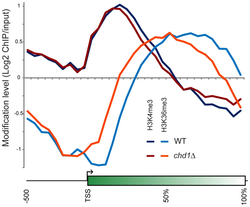 Chd1 effects on H3 methylation patterns.