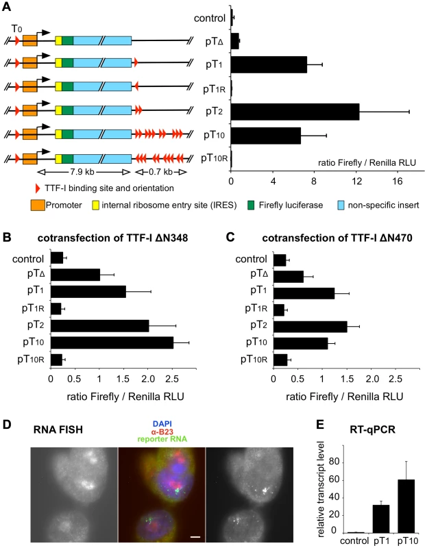 Multiple termination sites enhance transcription <i>in vivo</i>.