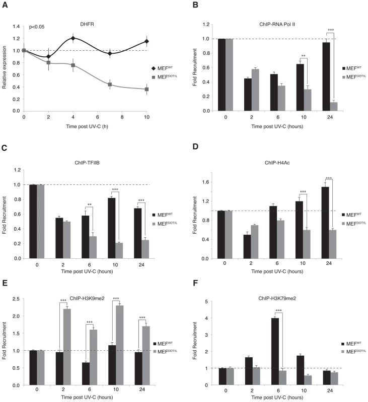 Pre-initiation complex assembly and chromatin modification after UV irradiation.