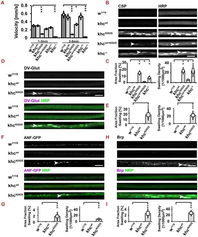 Analysis of larval locomotion and morphometric analysis of segmental nerves.