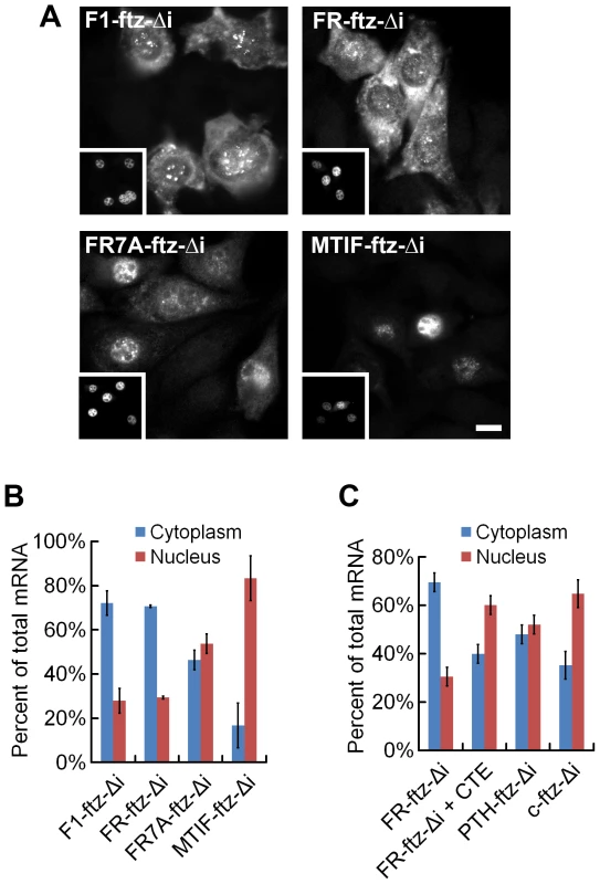 MSCRs derived from 5UI<sup>−</sup> genes promote mRNA nuclear export.