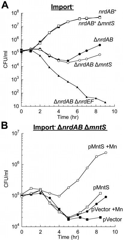 MntS helps activate the manganese-dependent RNR, NrdEF.
