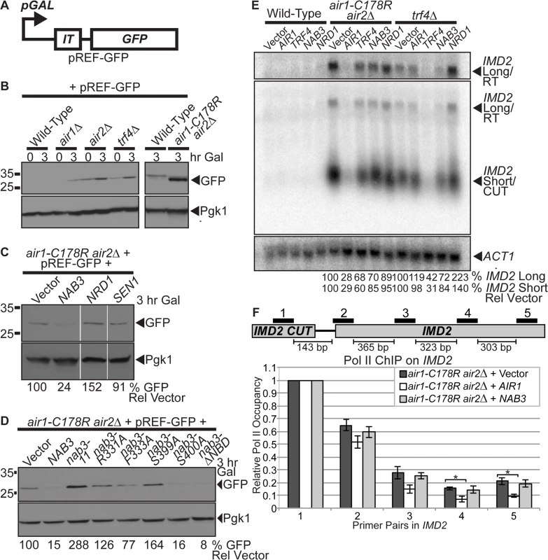 <i>NAB3</i> reduces the level of <i>IMD2</i> CUT terminator readthrough product from a reporter and native <i>IMD2</i> CUT and readthrough RNA, but <i>NAB3</i> does not significantly affect the termination of native <i>IMD2</i> CUT in <i>air1/2</i> cells.