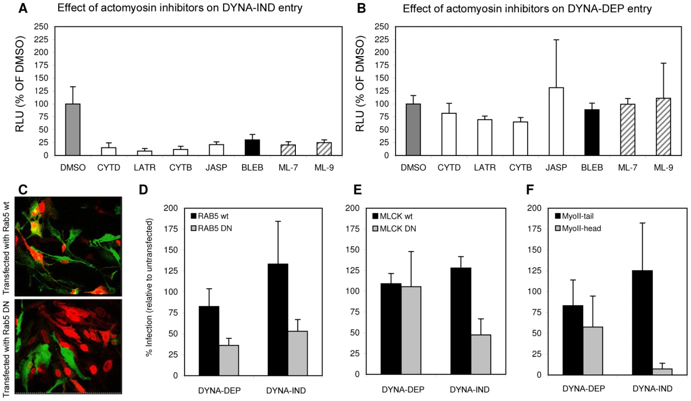 Actomyosin network dynamics are required for DYNA-IND entry by IAV.