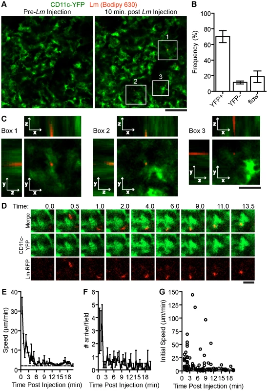 Systemic <i>Lm</i> rapidly associates with sinusoidal DC in the spleen RP.