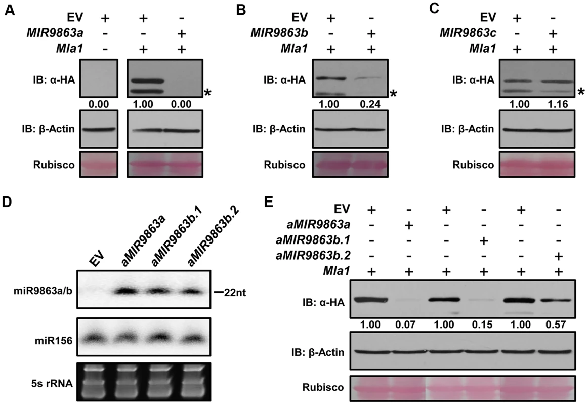 miR9863a, miR9863b.1 and miR9863b.2, but not miR9863c, regulate <i>Mla1</i>.
